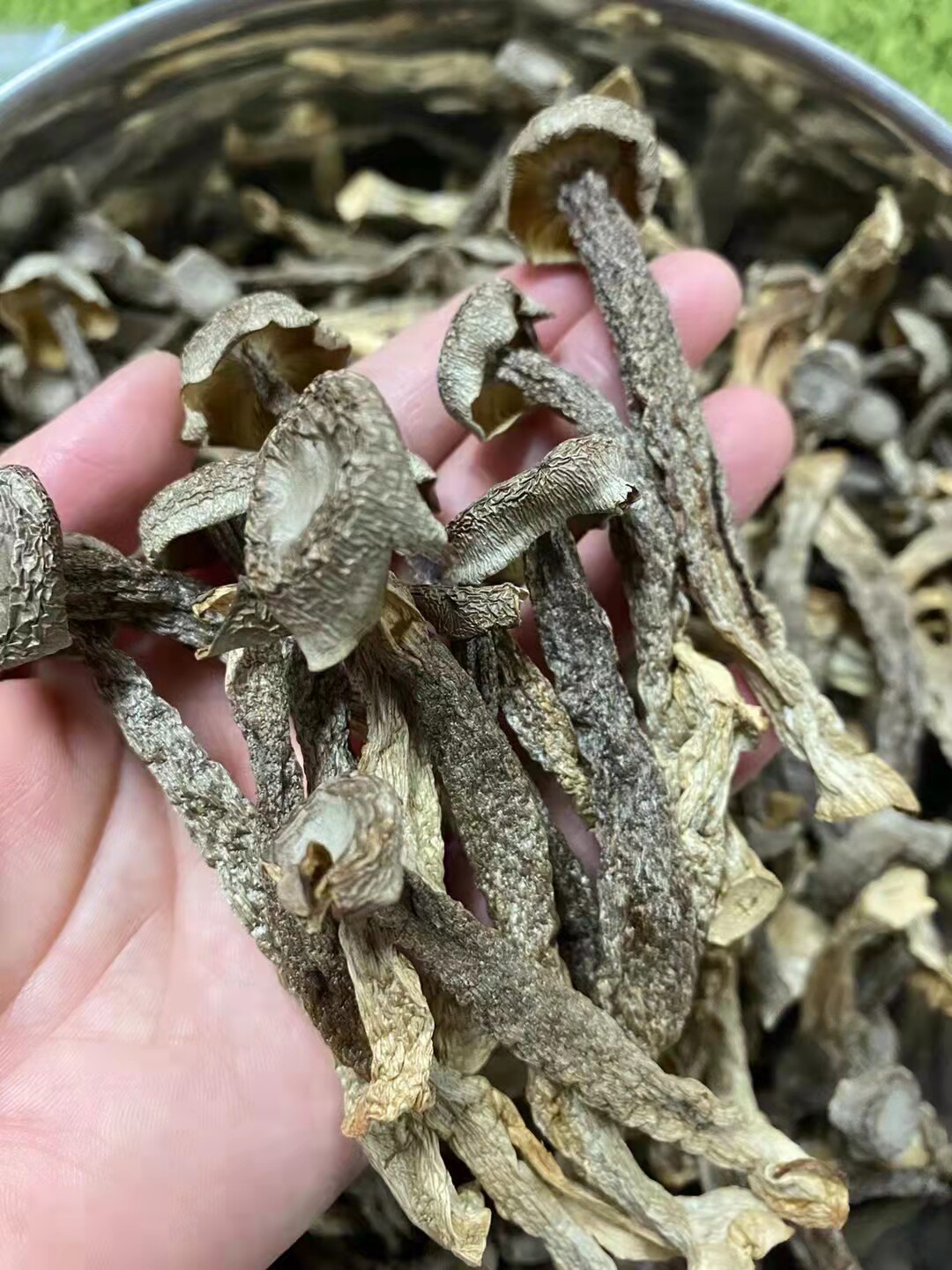 鹿茸菇干货鹿茸菌500g包邮无硫鲜嫩煲汤食材食用菌蘑菇香菇特产