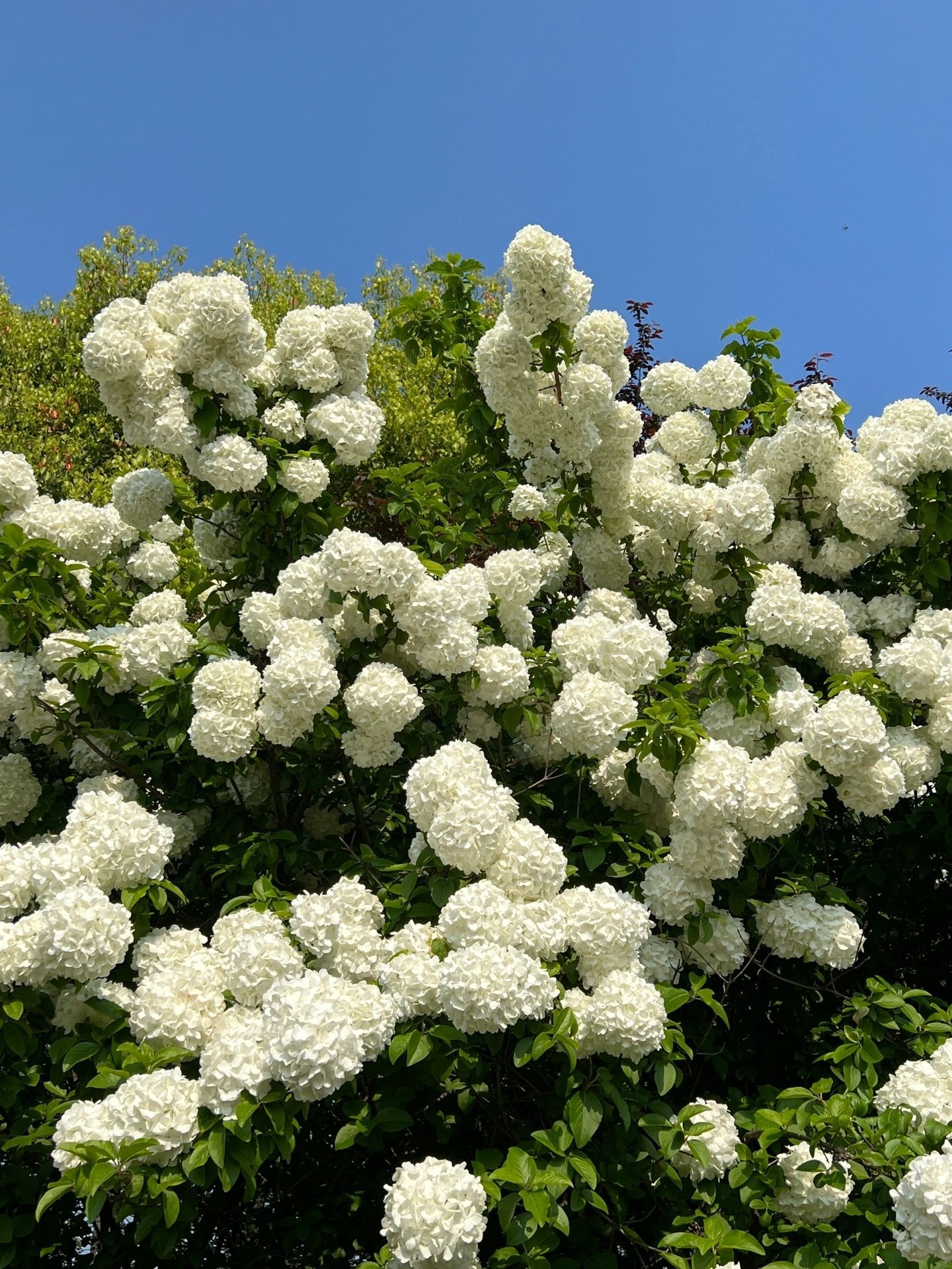 木本绣球树苗中华木绣球苗麻球琼花树苗八仙绣球花苗盆栽庭院植物