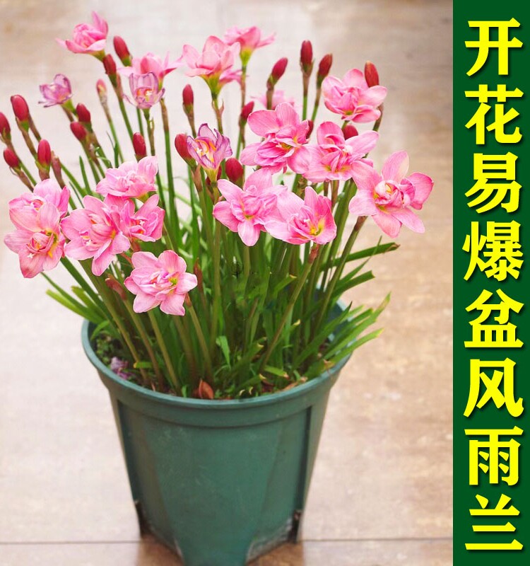 小小的花园风雨兰种球重瓣韭兰葱兰花苗四季开花卉绿植盆栽种子