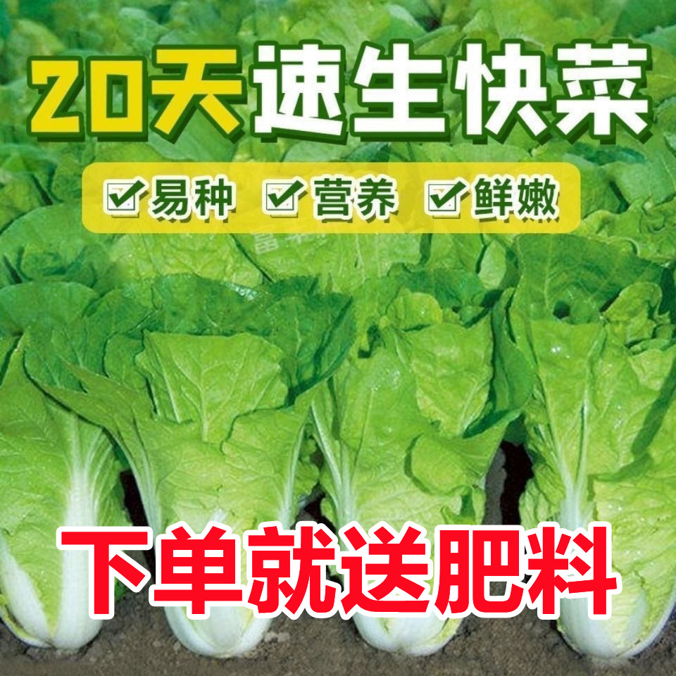 快菜种子速生20天耐热耐湿四季春季蔬菜种子高产奶油小白菜种子