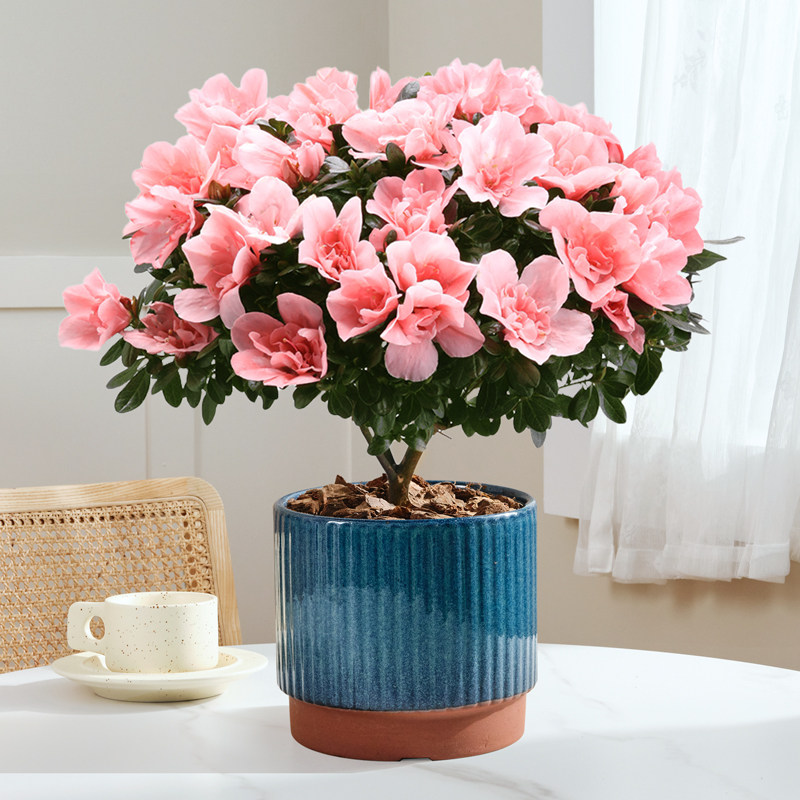 杜鹃花盆栽老桩大苗带花苞室内外四季开花好养活耐寒年宵绿植花卉