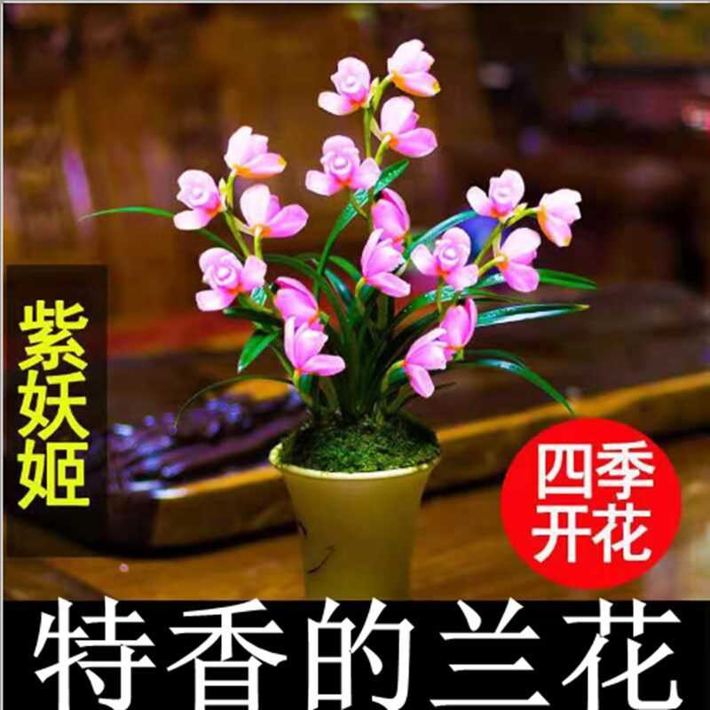 世界上超香兰花 紫妖姬 浓香花卉 当年开花 满屋漂亮