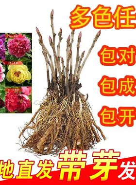 牡丹花树苗盆栽带花苞洛阳菏泽重瓣正宗牡丹花苗缠枝庭院植物花卉