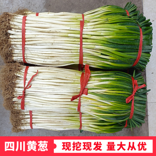 黄葱新鲜葱黄四川大葱餐馆特色菜农家自种小黄葱时令蔬菜现挖现发