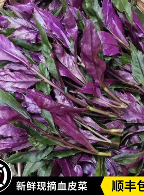 血皮菜紫背菜新鲜现摘观音菜四川特产时令蔬菜农家自种全年供货