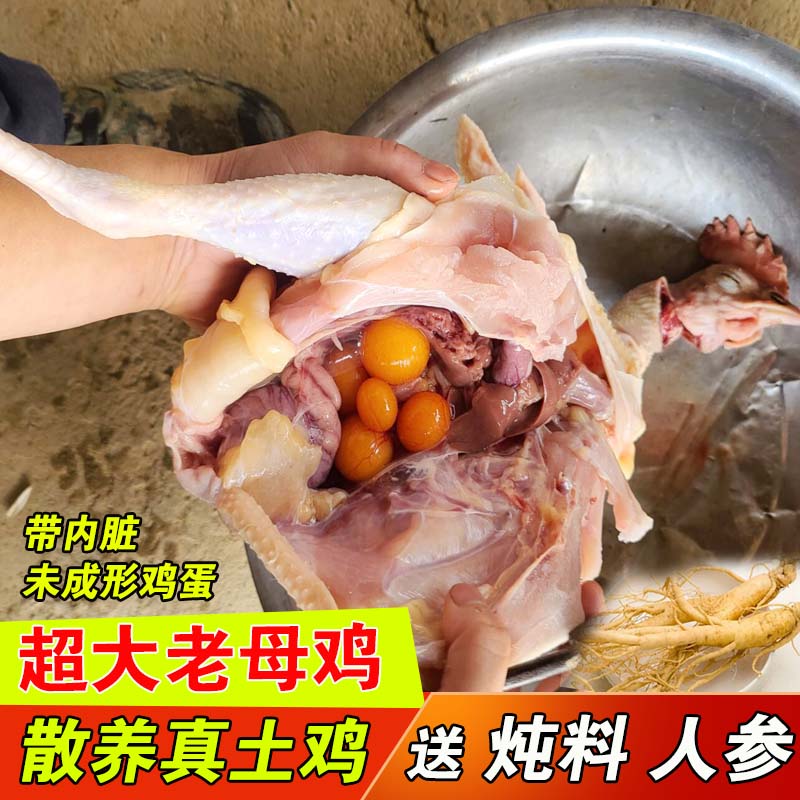 现杀超大3斤两年老母鸡现杀新鲜土鸡肉走山地鸡送人参炖料包邮