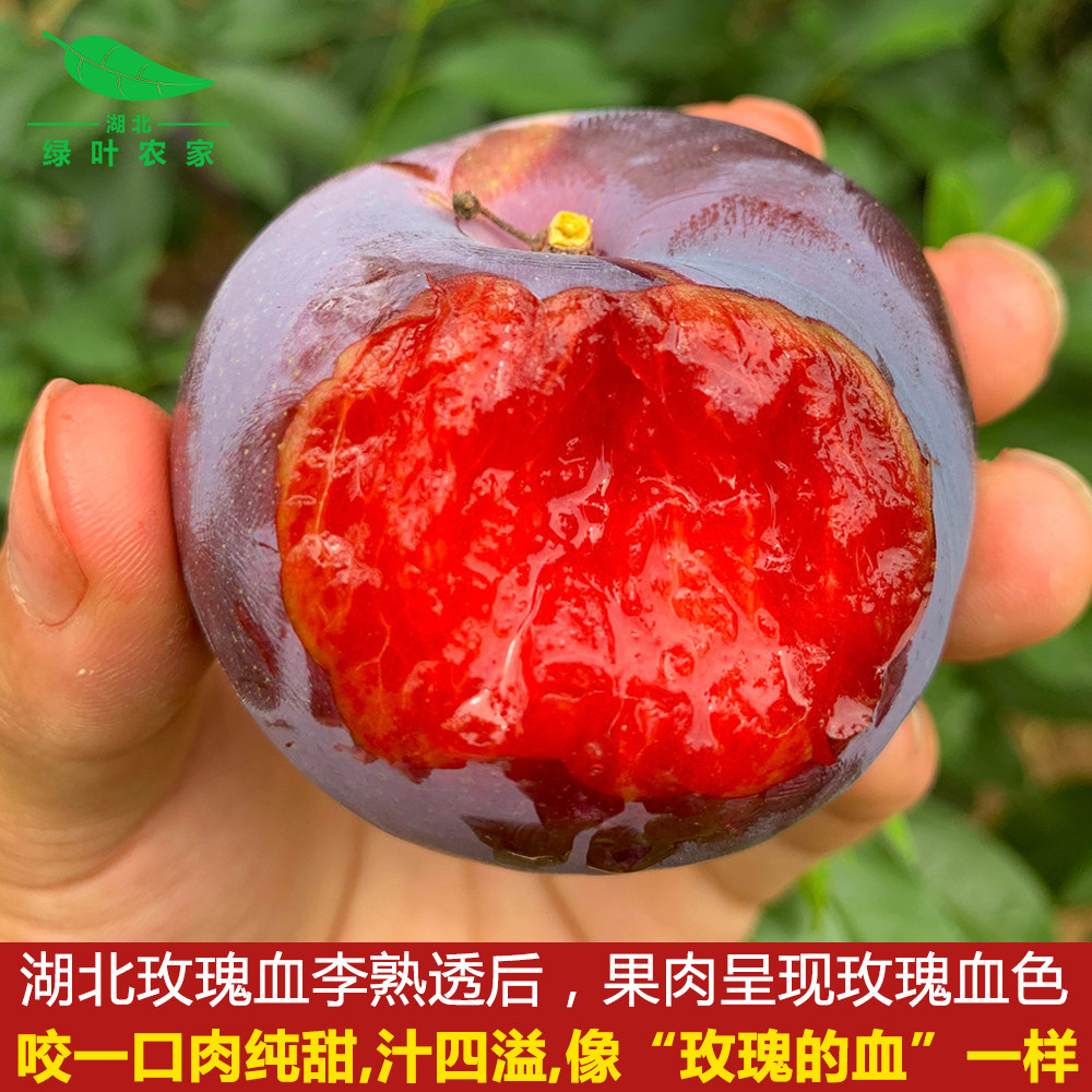 新鲜现摘玫瑰血李子鸡血李恐龙蛋红心李肉桃形李甜黑布林孕妇水果