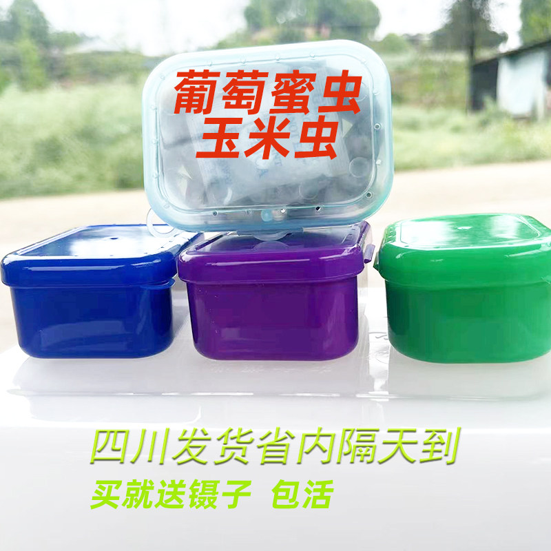玉米虫葡萄蜜虫活虫包邮