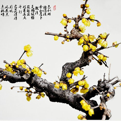 盆栽地栽一物一拍腊梅苗包邮