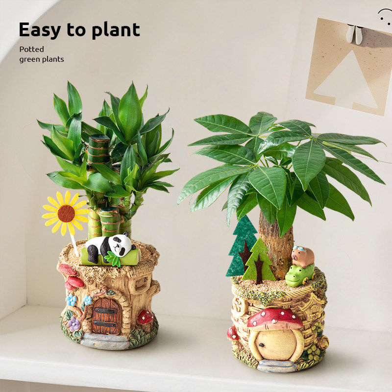 萌趣招财屋 发财树小盆栽绿植办公室富贵竹室内客厅植物盆景摆件