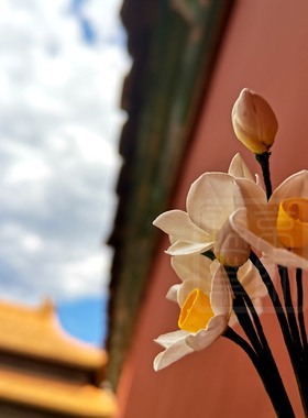 【通草花开】纯手工制作 通草花  通草纸水仙  定制限量工艺礼品