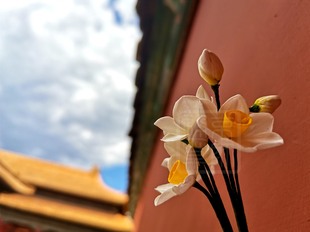 【通草花开】纯手工制作 通草花  通草纸水仙  定制限量工艺礼品