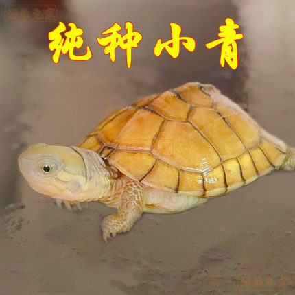 纯种小青龟黄喉拟水龟好养杂食三黄色儿童观赏长寿宠物小乌龟活体