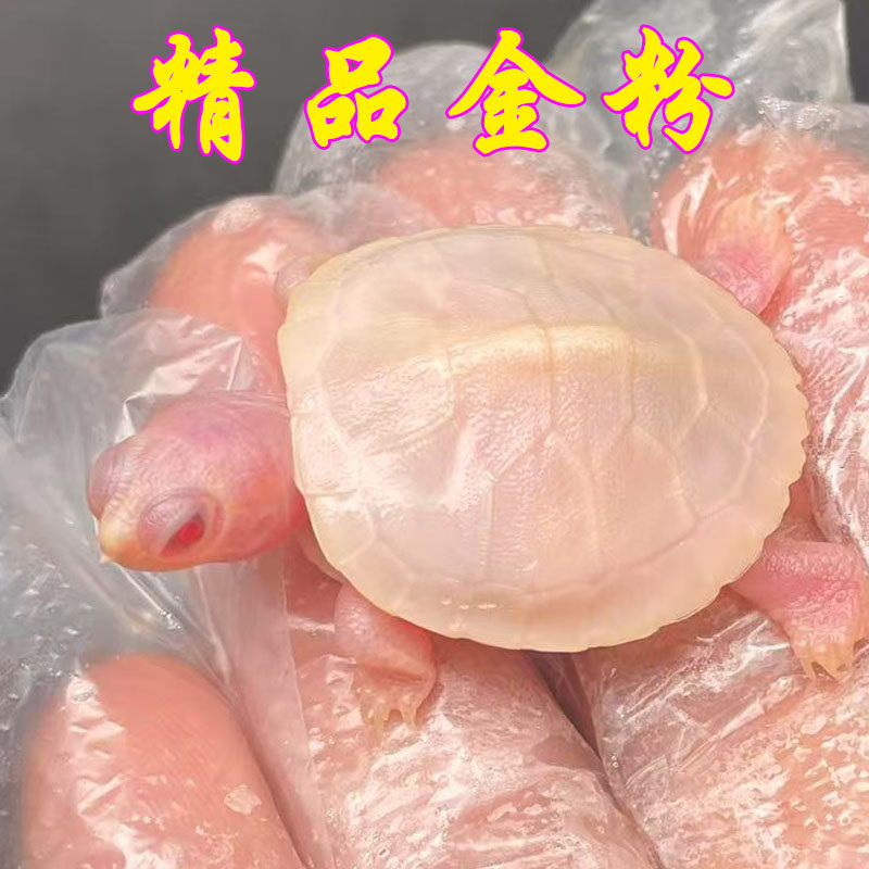 变异金粉纯红眼白化巴西龟招财观赏深水素食吉祥宠物小乌龟活物