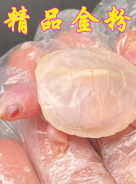 变异金粉纯红眼白化巴西龟招财观赏深水素食吉祥宠物小乌龟活物