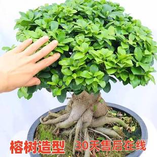 大型小叶榕树S造型8字盆景盆栽室内客厅植物人参榕树苗老桩绿植