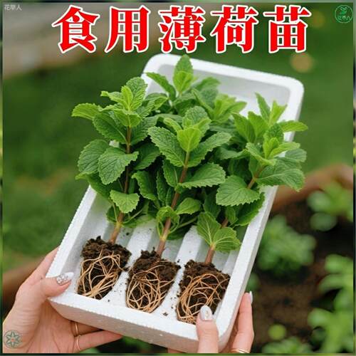 薄荷室内盆栽新鲜可食用花卉绿植大盆留兰香猫薄荷迷迭香植物