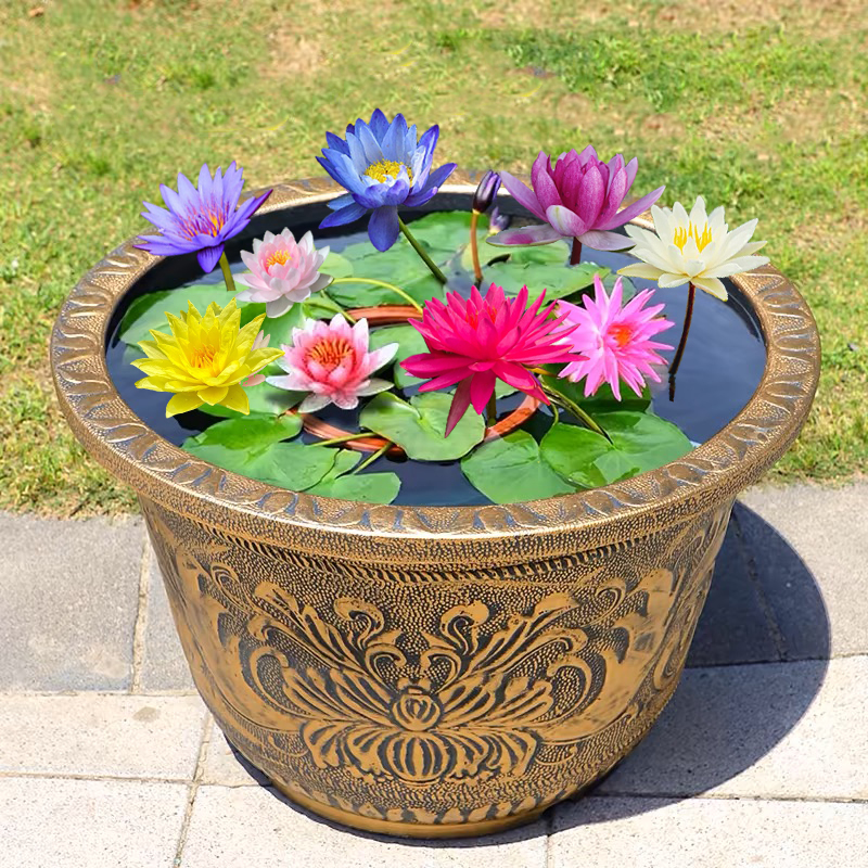 四季开花大睡莲水培植物水生带花苞水池睡莲根块根茎荷花盆栽水养