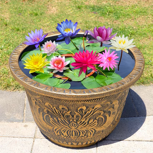 四季开花大睡莲水培植物水生带花苞水池睡莲根块根茎荷花盆栽水养