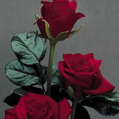 正宗浓香型多头玫瑰花老桩花苗四季开花耐寒耐热庭院特大花老桩苗