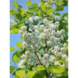 野茉莉安息香玉玲花树苗秤锤花浓香型花卉四季开花耐寒庭院风景树