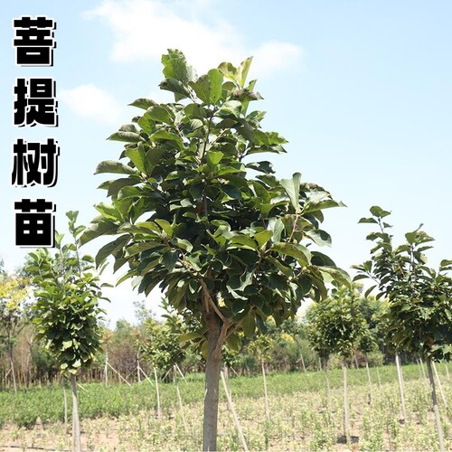 佛门圣树菩提树苗 正宗金刚菩提树苗 平安树苗 星月 凤眼菩提树苗