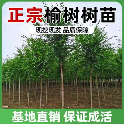 榆钱树苗小叶榔榆树苗可食用白榆盆栽行道绿化植物风景树庭院大树