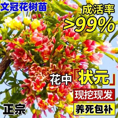 文冠花树苗状元花大树苗盆栽庭院地栽植物四季种植花卉绿植耐寒