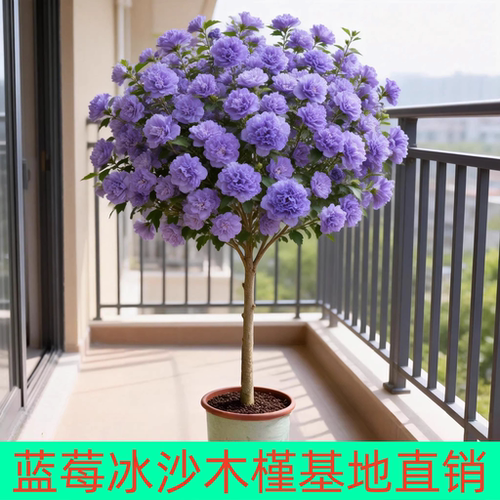 蓝莓冰沙木槿盆栽夏季开花易活