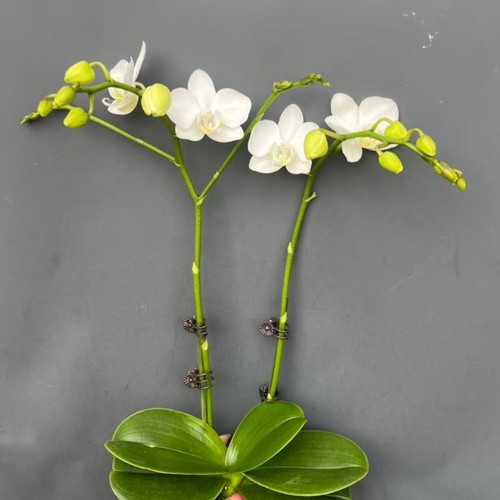 蝴蝶兰【雪山玫瑰】2.8寸花苞开花株顺丰发货