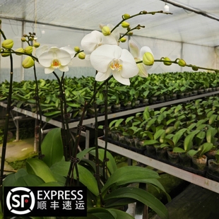 蝴蝶兰安祖【剑桥】雪域瀑布的浪漫白色大花姿态优雅花期持久