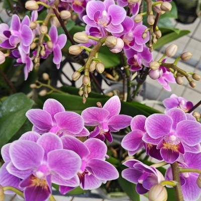 Phal.Sogo Vivien 'Violet Queen'【欧洲小蓝】蝴蝶兰/兰花/花卉