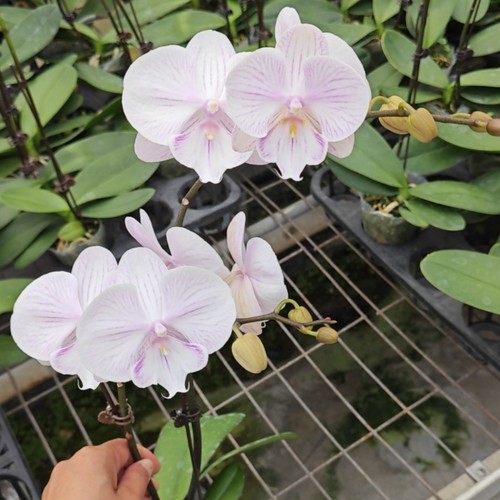 蝴蝶兰【曼塔安汶】安祖品种皮实好养耐开绿植花卉植物