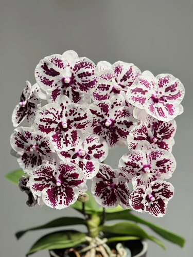 蝴蝶兰【独角兽大舌头】2.8寸中大型花室内植物花卉易养耐开