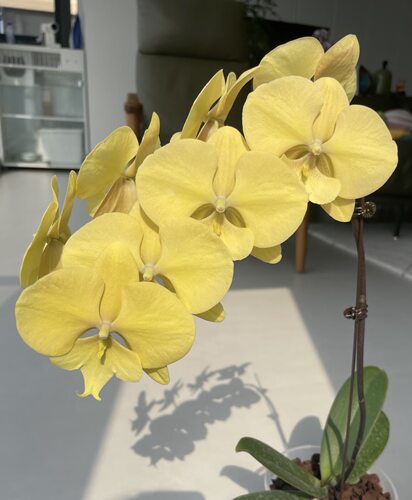 蝴蝶兰【金龙】4.5寸大舌头花剑基地直发顺丰包邮
