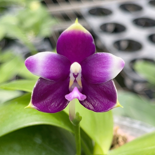 原生蝴蝶兰Phal. Jennifer Palermo 'SH Blue'珍妮弗2.5寸开花株