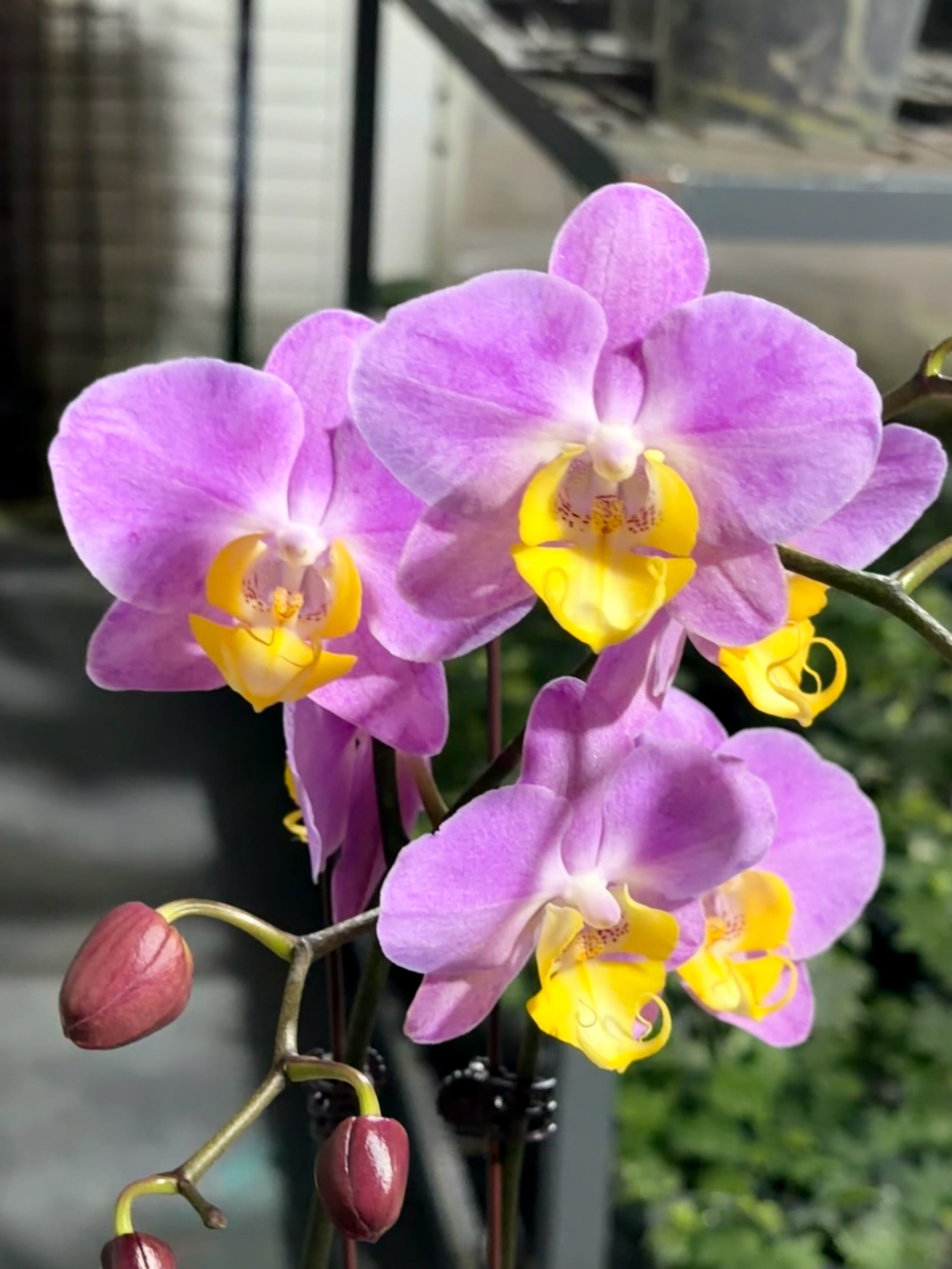 蝴蝶兰【幻想图】粉花黄唇2.8寸开花株基地直发,鲜花速递/花卉仿真/绿植园艺,国兰/杂交兰/洋兰类,淘宝优惠券,粉丝福利购,淘宝优惠卷