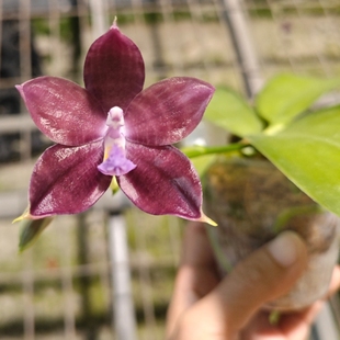 原生蝴蝶兰【弥陀蓝海星】2.5寸带花剑花苞开花株