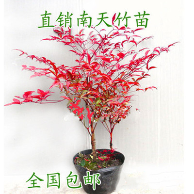 南天竹盆栽苗多少钱 南天竹盆栽苗优惠券免费领取 有条鱼