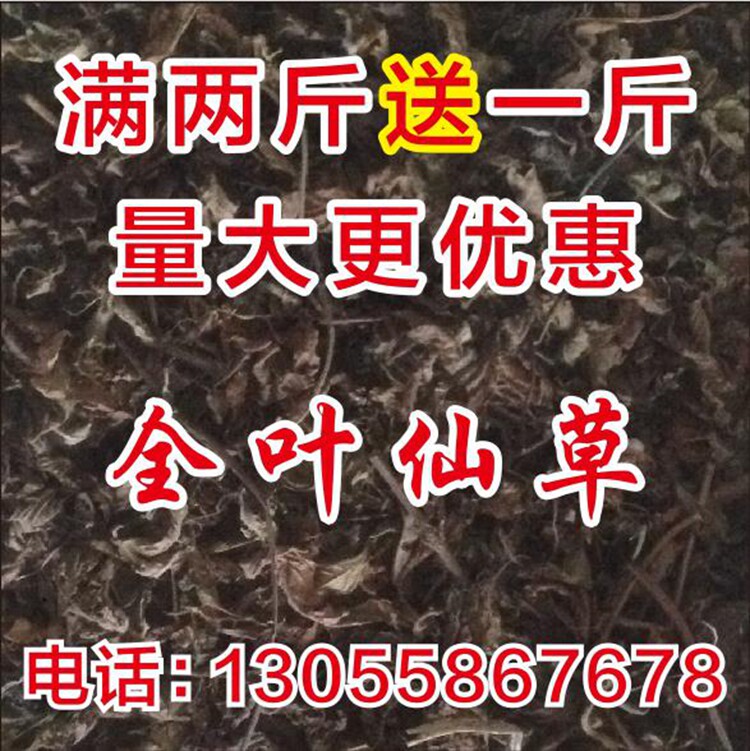 烧仙草叶凉粉草仙人草仙草叶仙人粄鲜草干草粿草青草糊买