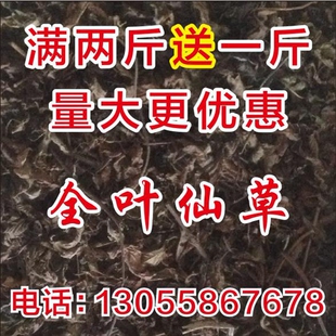 烧仙草叶凉粉草仙人草仙草叶仙人粄鲜草干草粿草青草糊买