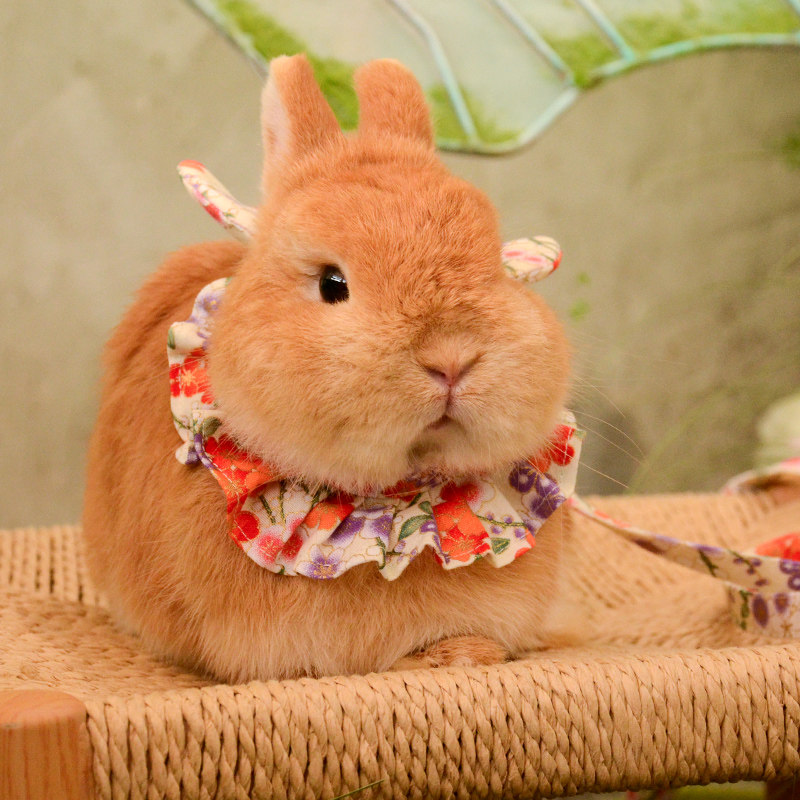 umi兔兔挂脖式日系碎花牵引绳豚鼠龙猫宠物外出装扮可爱服饰衣服,宠物/宠物食品及用品,兔绳,淘宝优惠券,粉丝福利购,淘宝优惠卷