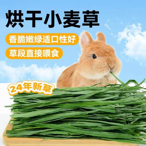 烘干小麦草粗纤维磨牙兔子龙猫牧草荷兰猪饲料兔子草料净重500g