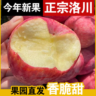 包邮 正宗陕西洛川红富士苹果新鲜当季 水果丑苹果整箱10斤香脆甜