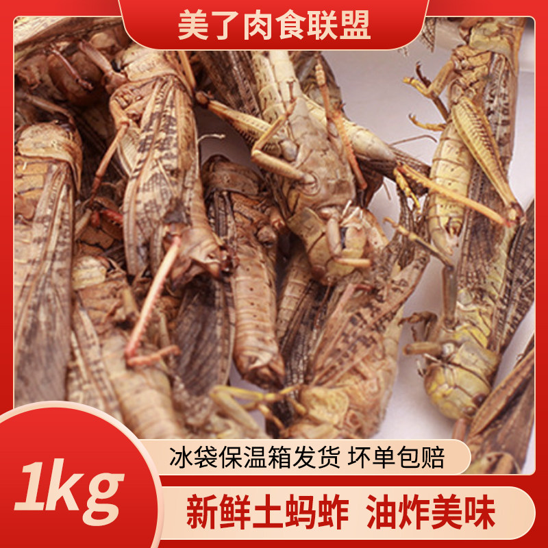 新鲜土蚂蚱1000g装包邮生鲜冷冻蝗虫 东亚飞蝗满