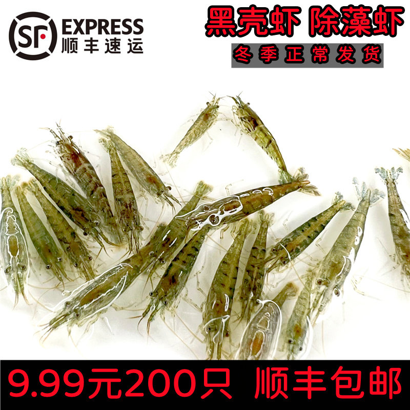 黑壳虾除藻虾鲜活观赏虾清洁草虾淡水虾活体樱花虾活虾耐活冷水虾,宠物/宠物食品及用品,虾,淘宝优惠券,粉丝福利购,淘宝优惠卷