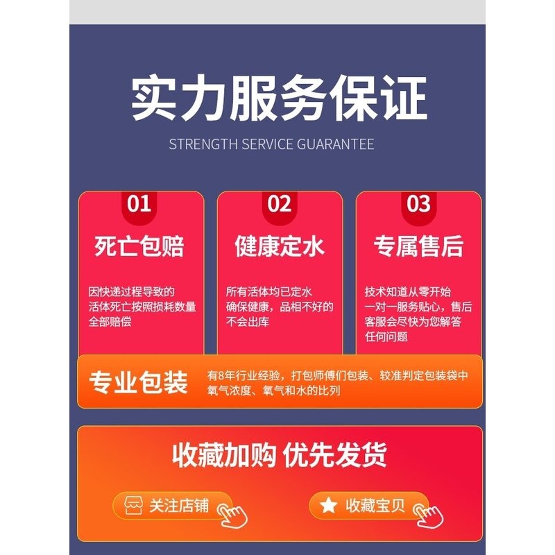 鱼苗观赏鱼金鱼活鱼锦鲤小鱼活冷水草金小型淡水好养耐活懒人鱼