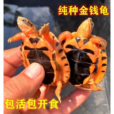 纯正石金钱龟招财宠物龟小乌龟活物小青龟苗黄金龟苗纯正海南三线