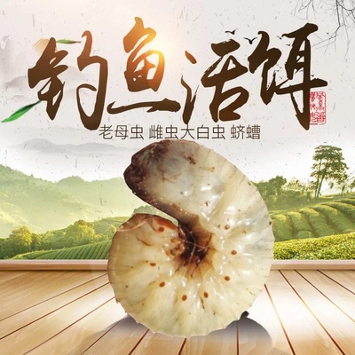 包邮活体蛴螬钓鱼老母虫金龟子幼虫野钓白土蚕核桃虫鸡乸虫活饵