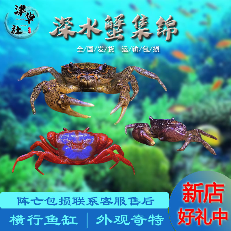 深水蟹豹点芝麻蟹淡水蝴蝶蟹樱桃蟹除涡虫吃虫鱼虾尸体观赏蟹活体